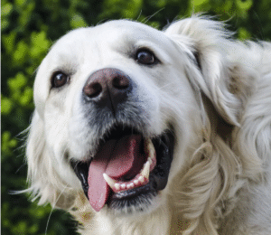 Why Toms River Pet Owners Need Poop Scooping Services More Than Ever